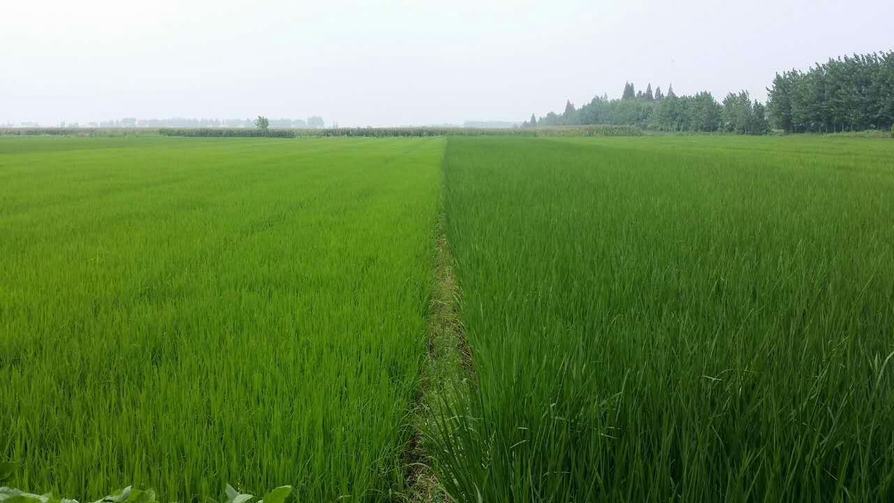 生物鉀肥資料mmexport1438932524355