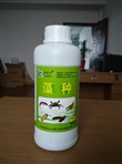 藻種