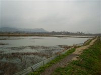 龍蝦養(yǎng)殖3