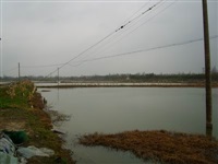 龍蝦養(yǎng)殖6