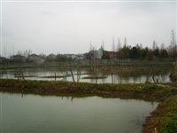 龍蝦養(yǎng)殖7