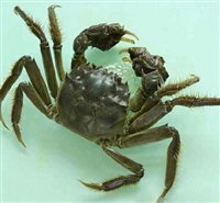 河蟹養(yǎng)殖技術(shù)分析