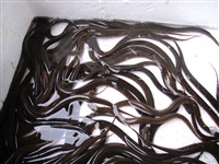 黃鱔養(yǎng)殖技術(shù)