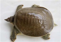 甲魚養(yǎng)殖技術(shù)