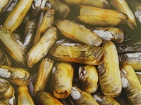 納克微生物產(chǎn)品在貝類養(yǎng)殖各階段的應(yīng)用